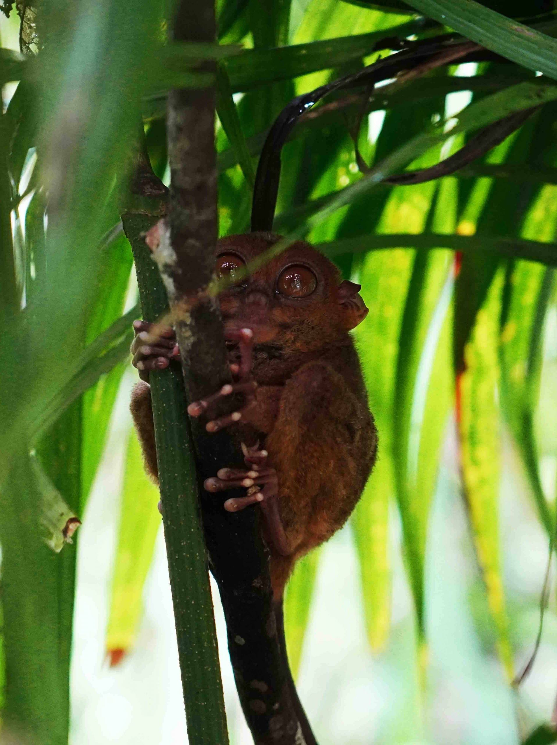 TARSIER SANCTUARY BOHOL