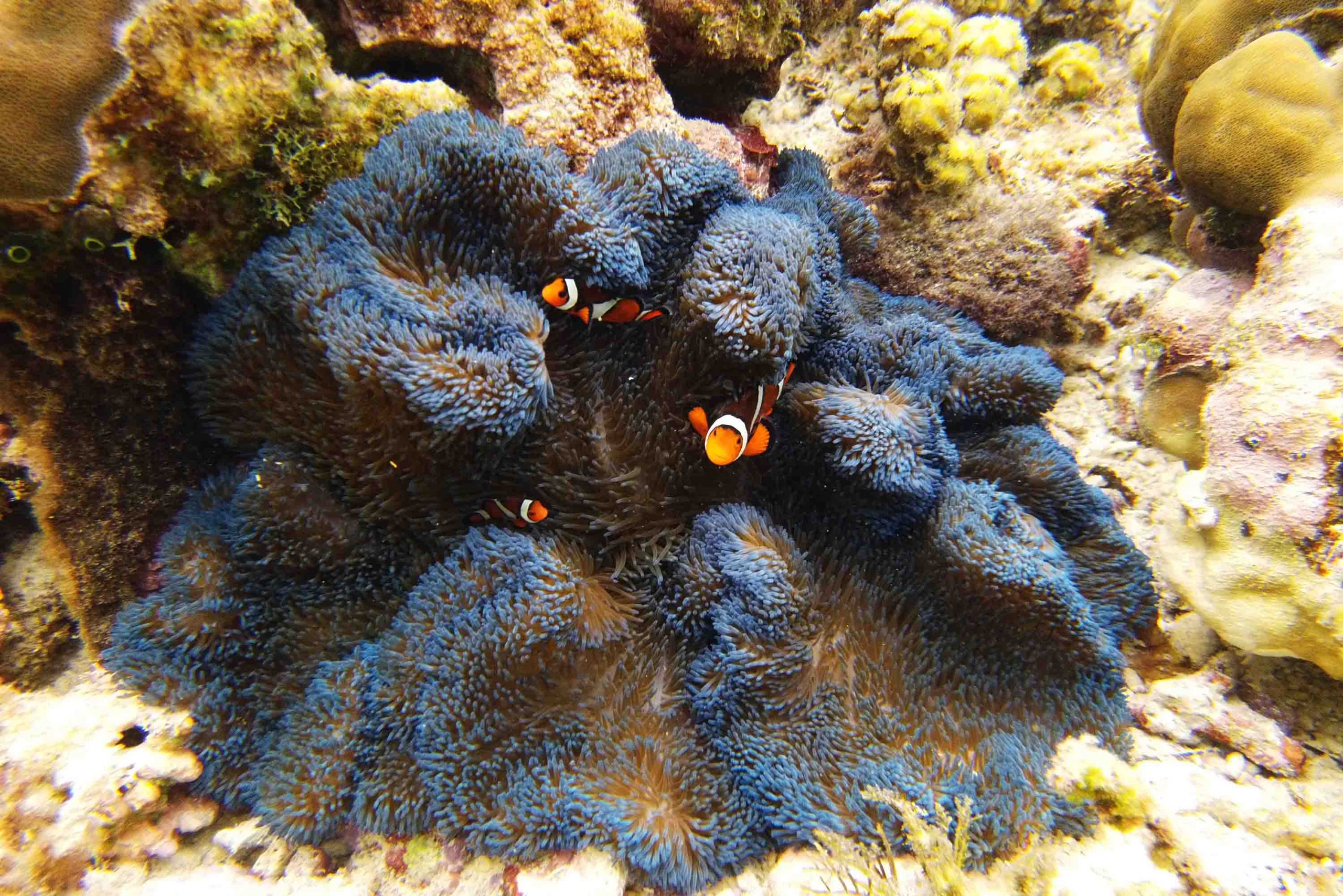 poissons clown siquijor