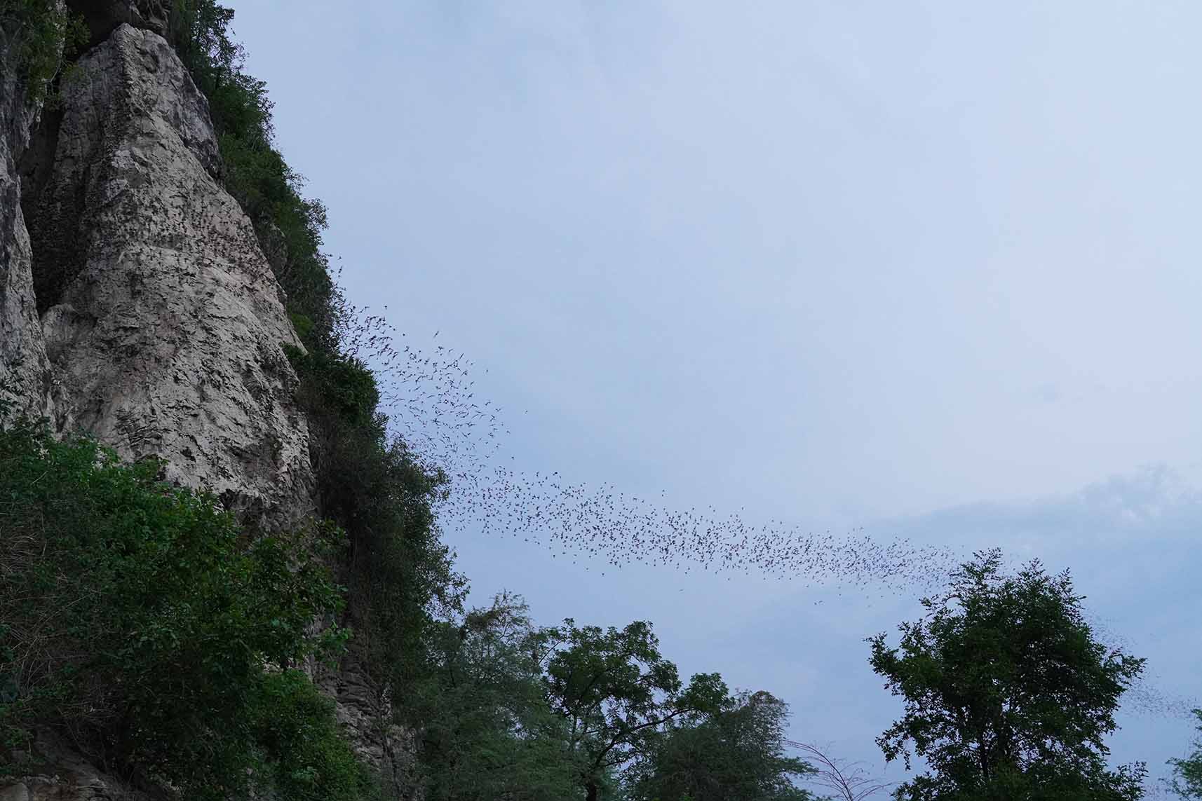 BATAMBANG CHAUVE SOURIS